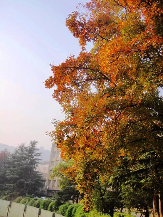 山行中的霜叶点明是什么季节_山行中的霜叶点明是什么季节_山行中的霜叶点明是什么季节