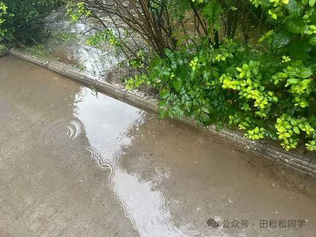 也无风雨也无晴的意思_无风无雨也无晴苏轼_无风雨也无晴是哪位诗人的名