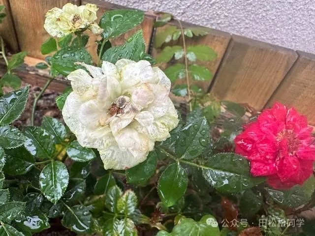 无风雨也无晴是哪位诗人的名_也无风雨也无晴的意思_无风无雨也无晴苏轼