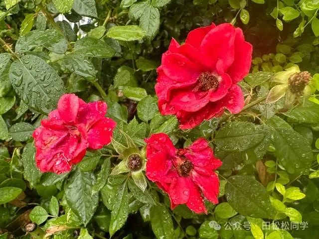 无风雨也无晴是哪位诗人的名_也无风雨也无晴的意思_无风无雨也无晴苏轼