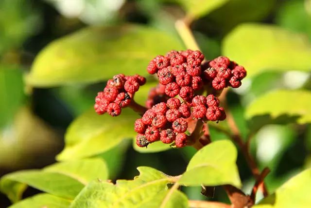 重阳节的登高_重阳登高节节高古诗_重阳登高节节高升