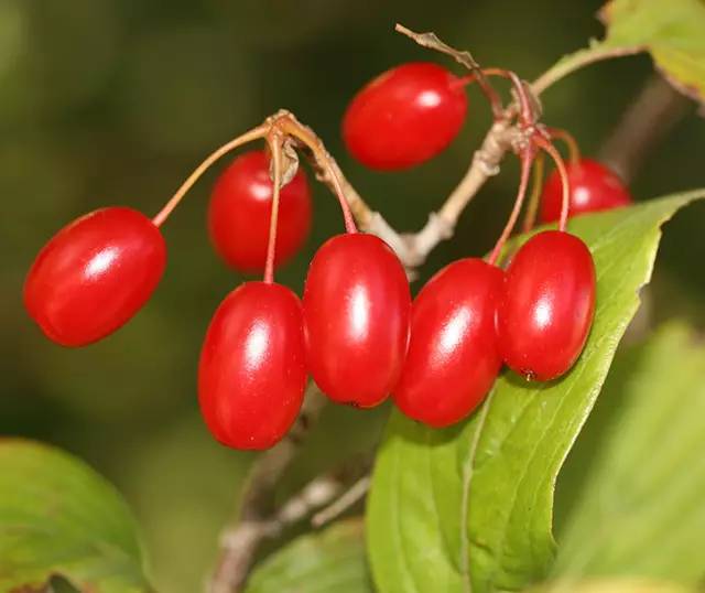 重阳登高节节高升_重阳节的登高_重阳登高节节高古诗