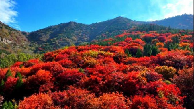 重阳节登高活动方案策划_重阳节登高活动信息_重阳节登高通知