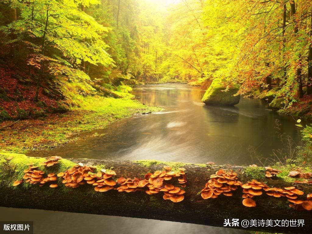 竹杖芒鞋轻胜马中的轻有何含义_竹杖芒鞋轻胜马是什么意思_竹杖芒鞋轻胜马的轻