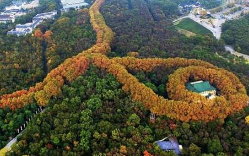重阳时节登高去_武汉重阳登高_重阳登高的意义是什么